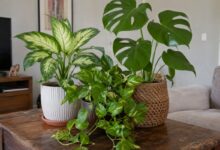Plantas tóxicas em casa: saiba quais espécies exigem cautela redobrada