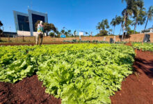 Reciclagem em Goiânia: programa troca materiais por alimentos frescos
