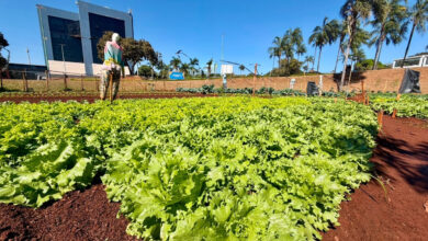 Reciclagem em Goiânia: programa troca materiais por alimentos frescos