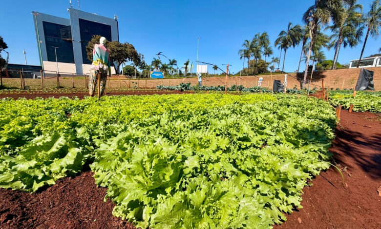 Reciclagem em Goiânia: programa troca materiais por alimentos frescos