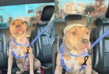 Superação e esperança: pitbull Fênix se recupera de maus-tratos e busca novo lar em Goiânia