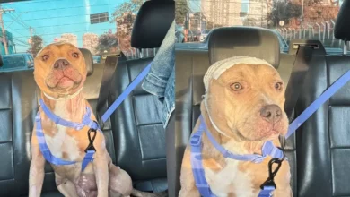 Superação e esperança: pitbull Fênix se recupera de maus-tratos e busca novo lar em Goiânia