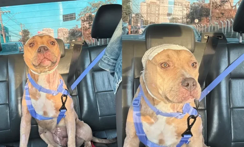 Superação e esperança: pitbull Fênix se recupera de maus-tratos e busca novo lar em Goiânia