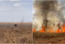 Tamanduá-bandeira foge de chamas em Goiás e reacende alerta sobre ameaças ao Cerrado