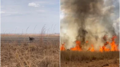 Tamanduá-bandeira foge de chamas em Goiás e reacende alerta sobre ameaças ao Cerrado