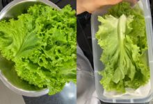 Técnica simples de armazenamento preserva a crocância da alface por mais tempo