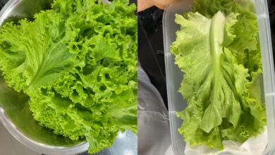 Técnica simples de armazenamento preserva a crocância da alface por mais tempo