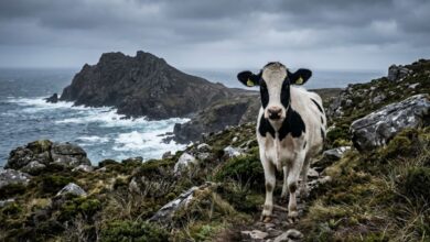 Vacas na ilha deserta: a história de resiliência que salvou uma das raças mais raras do planeta
