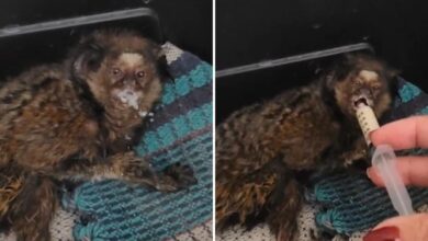 Veterinária resgata sagui após choque elétrico em fiação urbana de Anápolis