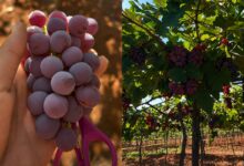 Vinícola perto de Goiânia permite colheita de uvas e atrai visitantes em busca de lazer