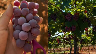Vinícola perto de Goiânia permite colheita de uvas e atrai visitantes em busca de lazer