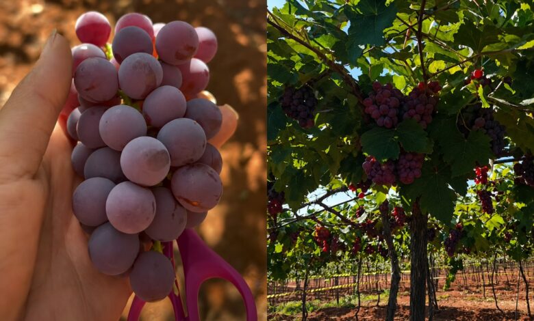 Vinícola perto de Goiânia permite colheita de uvas e atrai visitantes em busca de lazer