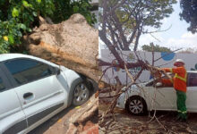 Ventania em Goiânia causa queda de árvores e danifica veículos na capital