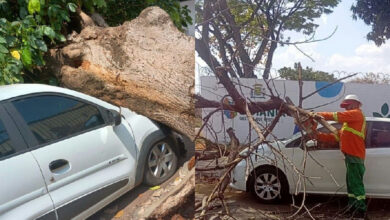 Ventania em Goiânia causa queda de árvores e danifica veículos na capital
