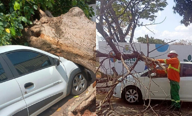 Ventania em Goiânia causa queda de árvores e danifica veículos na capital
