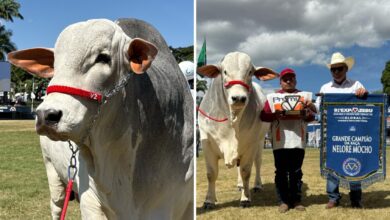 Touro goiano Maverick da Louz é Grande Campeão da Expozebu e alcança valor multimilionário