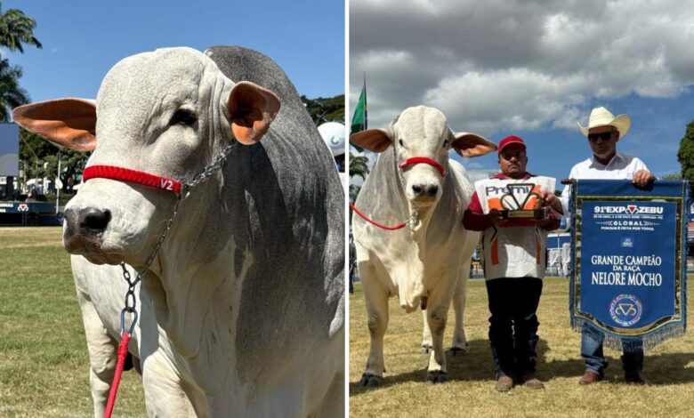 Touro goiano Maverick da Louz é Grande Campeão da Expozebu e alcança valor multimilionário
