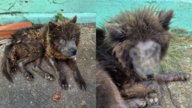 Mulher é presa em Goiânia após abandonar cães da raça Chow-chow em estado de desnutrição grave