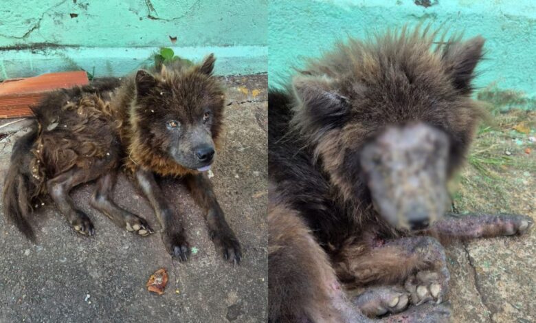 Mulher é presa em Goiânia após abandonar cães da raça Chow-chow em estado de desnutrição grave