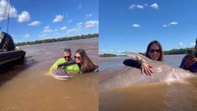 Pesca esportiva no Araguaia: casal de dentistas captura piraíba gigante e a devolve ao rio
