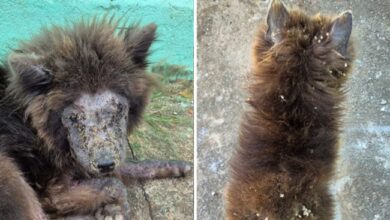 Tutora é presa em Goiânia por abandono e maus-tratos a cães da raça Chow-chow