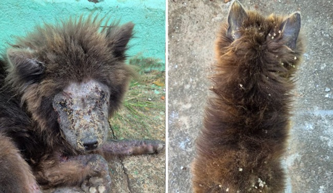 Tutora é presa em Goiânia por abandono e maus-tratos a cães da raça Chow-chow