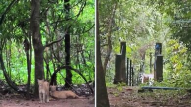Pais e funcionário espantam onça-parda após ataque a criança de 8 anos em santuário de Goiás
