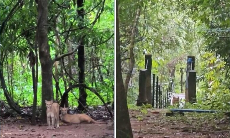 Onça-parda ataca criança na Chapada dos Veadeiros e pai reage com mochila