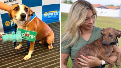 Aparecida de Goiânia inova com programa que resgata e prepara animais de rua para adoção