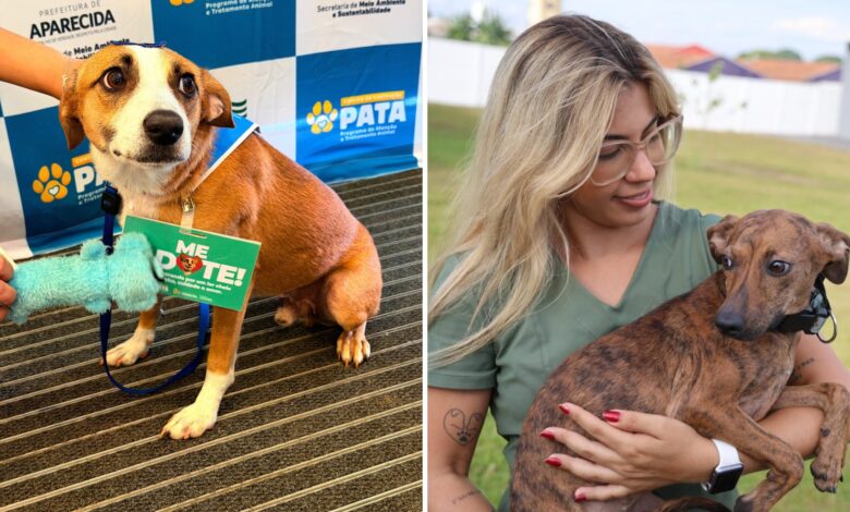 Aparecida de Goiânia inova com programa que resgata e prepara animais de rua para adoção
