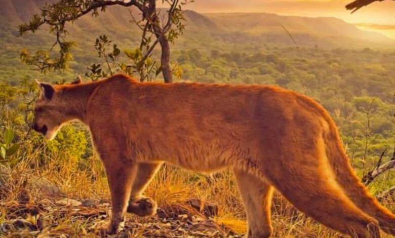 Ataque de onça-parda na Chapada dos Veadeiros levanta debate sobre segurança e ecoturismo