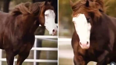 Cavalo Quarto de Milha alcança avaliação de R$ 88 milhões em leilão de elite em Goiás