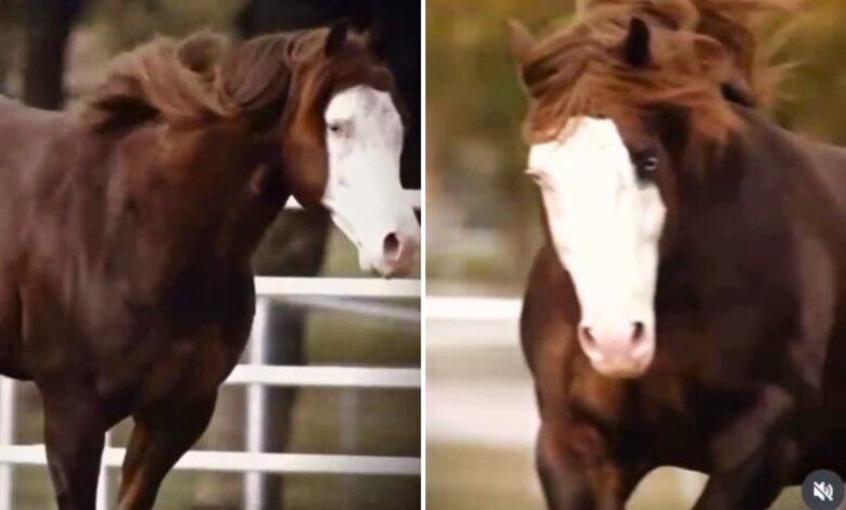 Cavalo Quarto de Milha alcança avaliação de R$ 88 milhões em leilão de elite em Goiás