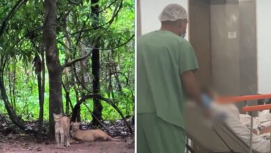 Ataque de onça-parda na Chapada dos Veadeiros: menina segue internada após cirurgia no rosto