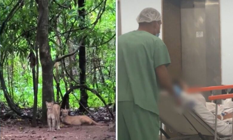 Ataque de onça-parda na Chapada dos Veadeiros: menina segue internada após cirurgia no rosto