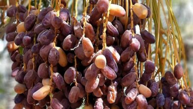 Tamareira: a fruta exótica e refrescante que pode ser cultivada no quintal de casa
