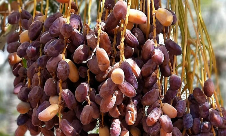 Tamareira: a fruta exótica e refrescante que pode ser cultivada no quintal de casa