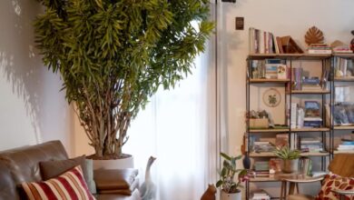 Árvores em apartamentos: o guia para cultivar espécies frutíferas na varanda