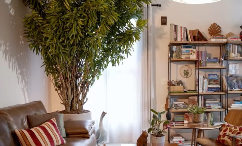 Árvores em apartamentos: o guia para cultivar espécies frutíferas na varanda