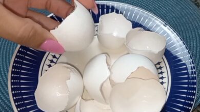 Cascas de ovo e óleo: a mistura caseira que viralizou e transforma plantas e móveis