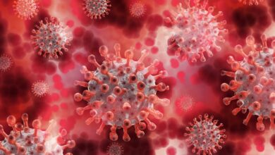Canadá registra primeiro caso de hantavírus conectado a surto em cruzeiro que já soma 12 infecções
