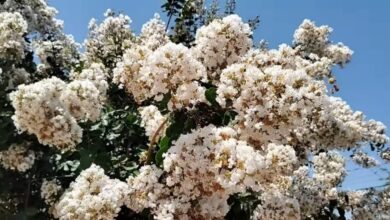 Resedá: a árvore ideal para calçadas e jardins urbanos ganha destaque no paisagismo