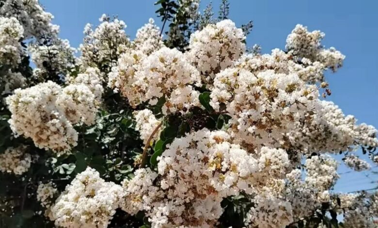 Resedá: a árvore ideal para calçadas e jardins urbanos ganha destaque no paisagismo