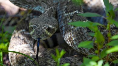 Cascavéis invadem residências em silêncio e exigem atenção redobrada com portas e janelas