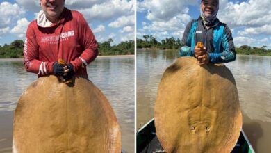 Arraia gigante de 1,3 metro é capturada no Rio Araguaia e impressiona pescadores