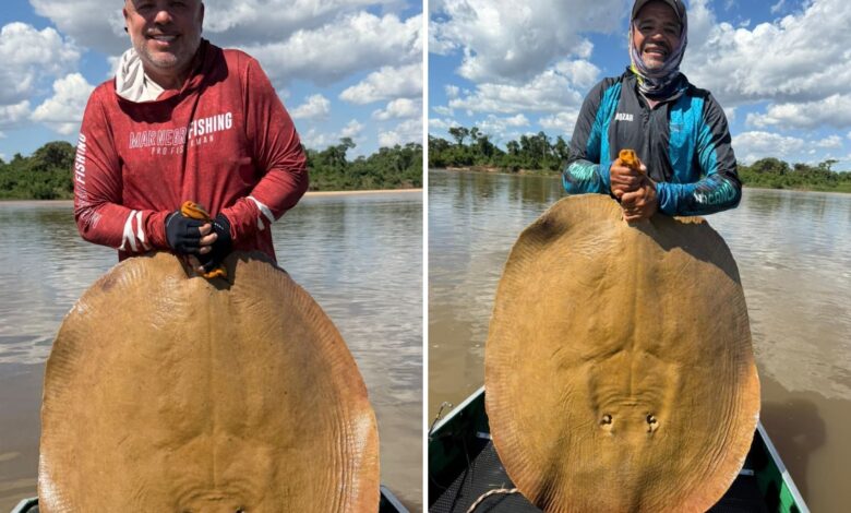 Arraia gigante de 1,3 metro é capturada no Rio Araguaia e impressiona pescadores