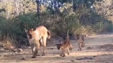 Reserva em Goiás se torna santuário raro para os maiores mamíferos do Cerrado