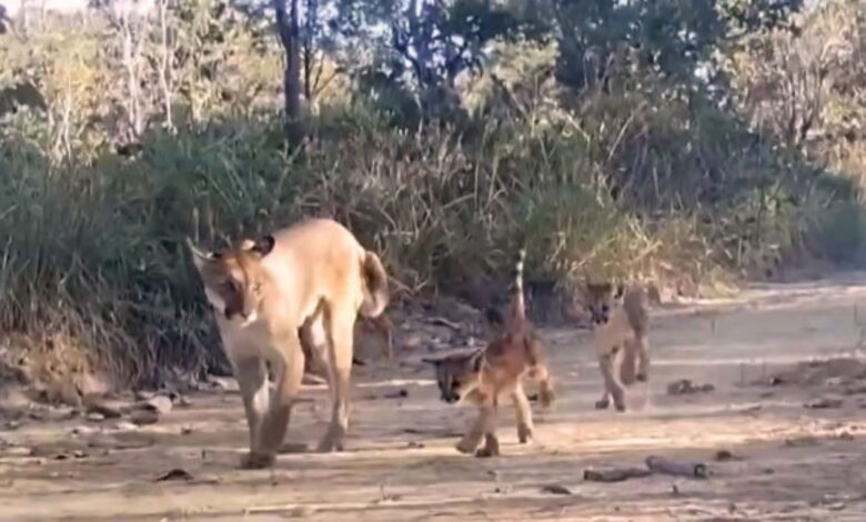Reserva em Goiás se torna santuário raro para os maiores mamíferos do Cerrado