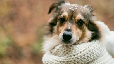 Cães no frio: especialistas orientam sobre o uso de roupas e cuidados essenciais no inverno