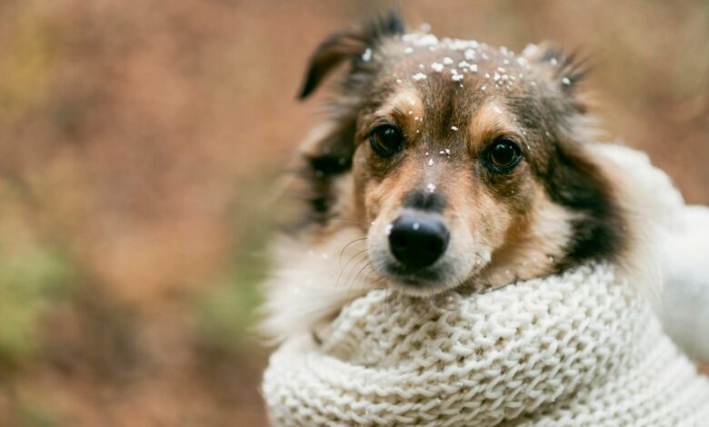 Cães no frio: especialistas orientam sobre o uso de roupas e cuidados essenciais no inverno